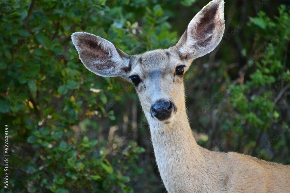 Fototapeta premium deer in the forest
