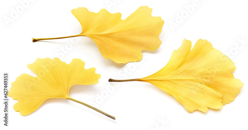 Three yellow autumn gingko tree leaves isolated on white background photo