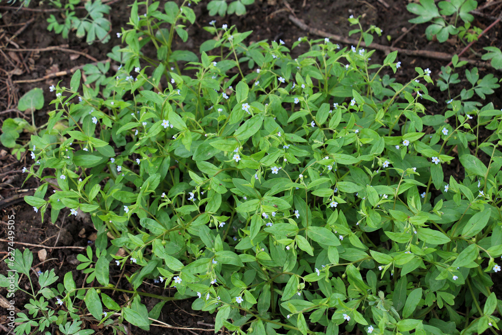 Forget-me-not (Myosotis sparsiflora) blooms in nature Forget-me-not (Myosotis sparsiflora) blooms in nature