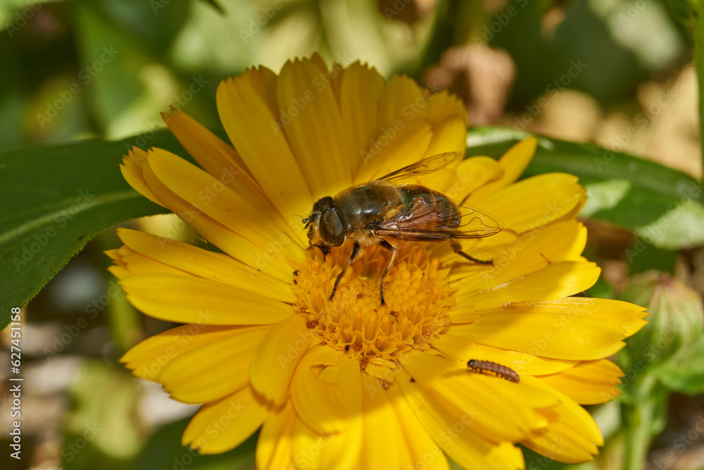 The fly collects nectar and pollen from calendula flowers. Autumn. The fly collects nectar and pollen from calendula flowers. Autumn.