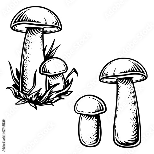 Orange-cap boletus. Vector illustration of mushrooms in engraving style. Orange-cap boletus isolated on a white background.