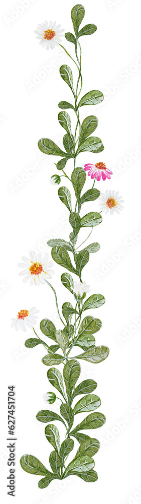 Fototapeta premium Daisy - Gänseblümchen, Aquarell Illustration watercolor Clipart Blume Hochzeit Flower handmadecards kartengestaltung Muster pattern