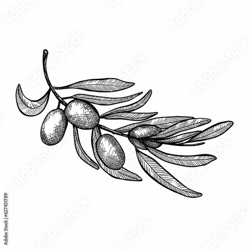illustration of olive branch in sketch style. Hand drawind hight quolity vector illustration