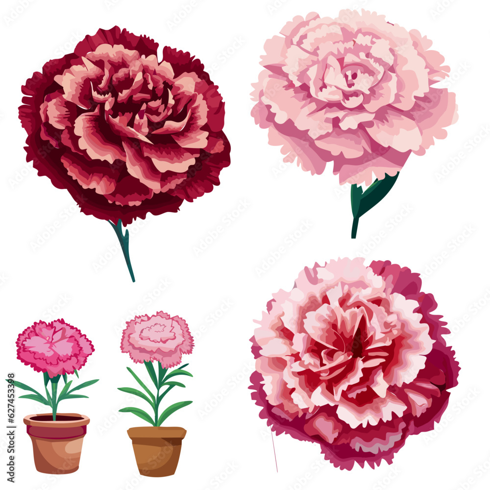Carnation flower set.Carnation colorful vector illustrations. Outline
