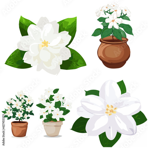 Jasmine flowers set,illustration with jasmin flowers isolated on white background