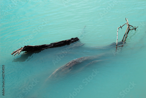 Old trunks in a glacial lake in the national park 
Torres del Paine