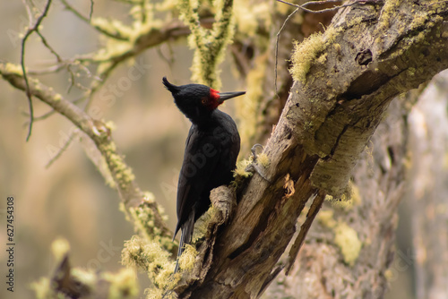 Woodpecker being seen in Chilean Patagonia