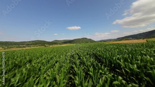 green corn field