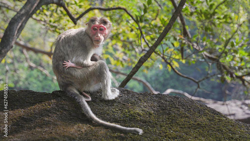 Monkey pulls baby to her breast sitting on a rock