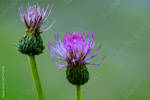 thistle flower on a meadow