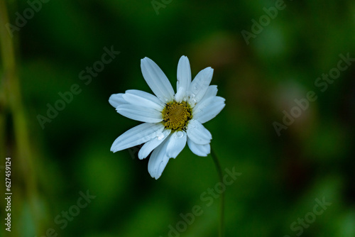 white daisy flower