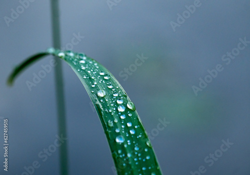 green grass with dew
