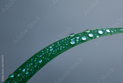 green grass with dew