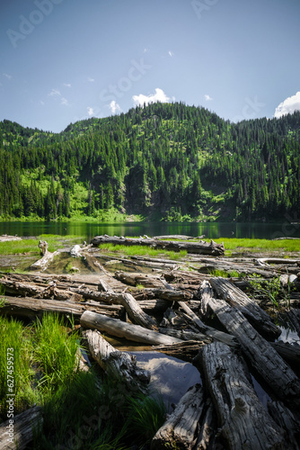 фотографія logs and tree downfall at edge of alpine lake in pine tree forest in northern Id