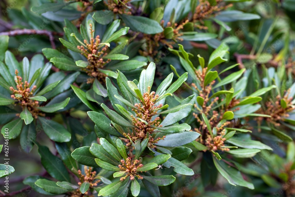 Foliage and inflorescence of a fire tree, Myrica faya