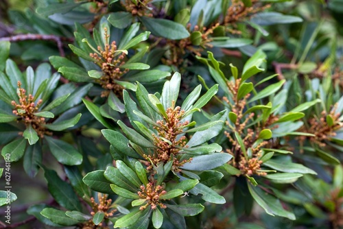 Obraz na płótnie Foliage and inflorescence of a fire tree, Myrica faya w salonie