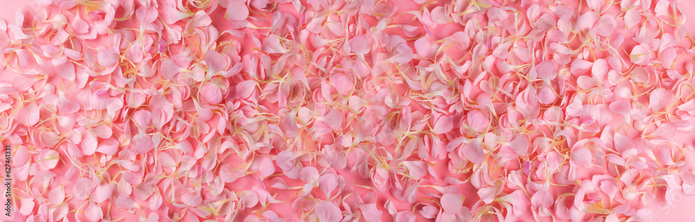 Pink Carnation Petals Texture, Dianthus or Schabaud Background