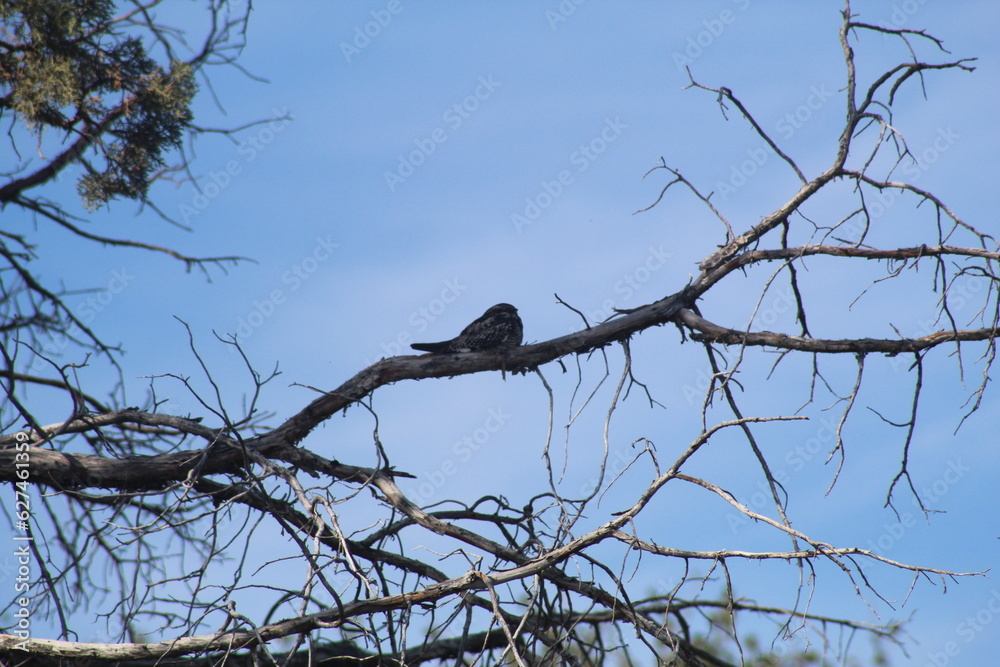Bird on branch Bird on branch
