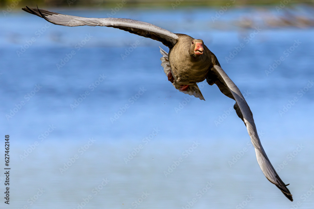 Greylag goose (Anser anser) in flight. Poland, Eastern Eco Park. Selective focus on bird's eye