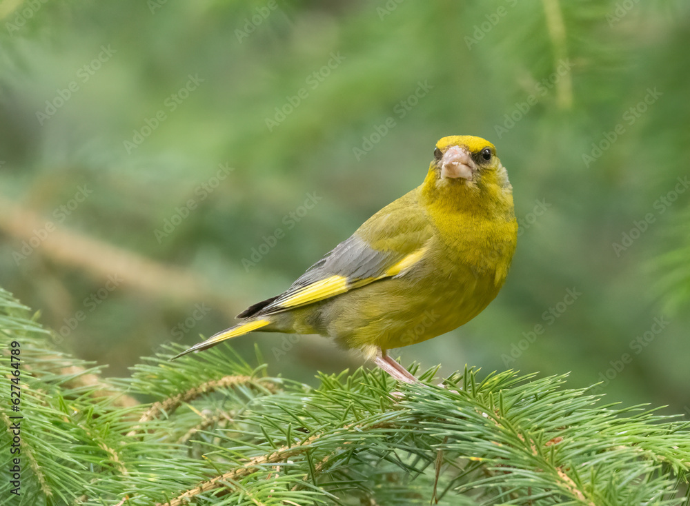 Beautiful brightly coloured greenfinch bird in the woodland Beautiful brightly coloured greenfinch bird in the woodland