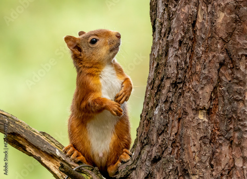 Curious little Scottish red squirrel on a branch of a tree in the woodland with natural green forest background © Sarah