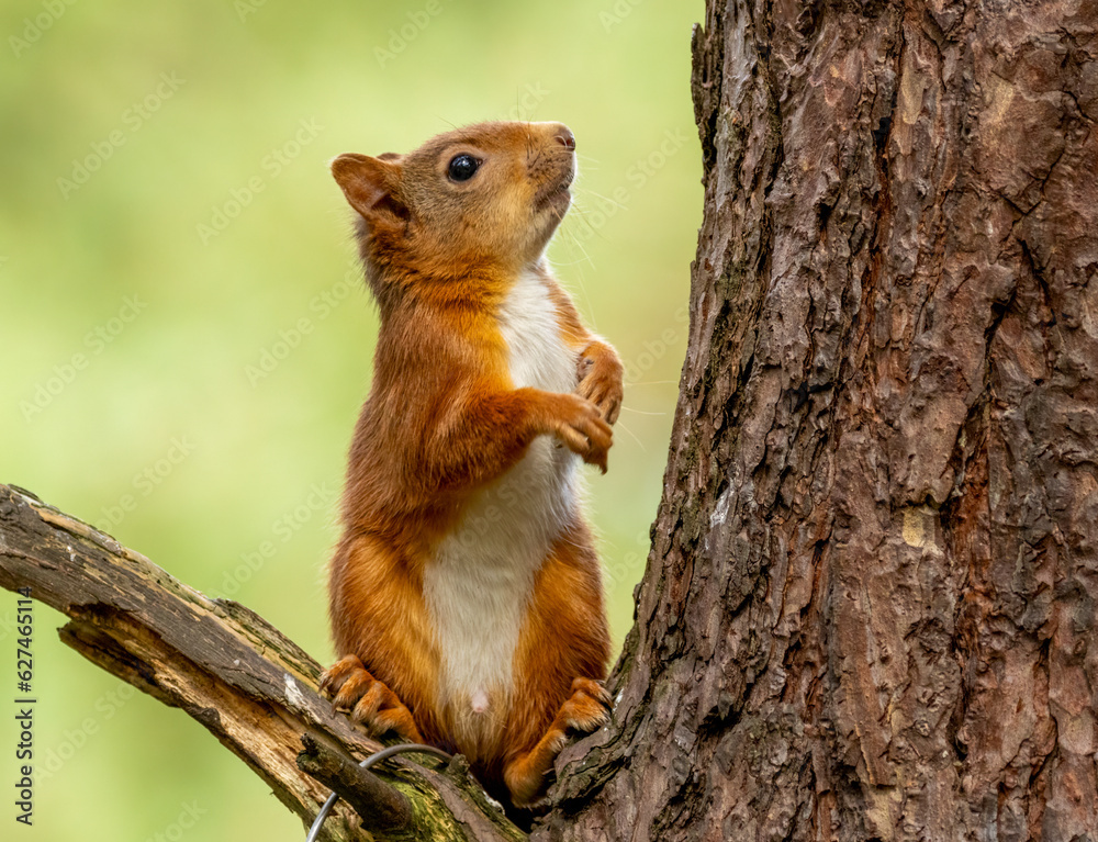Curious little Scottish red squirrel on a branch of a tree in the woodland with natural green forest background Curious little Scottish red squirrel on a branch of a tree in the woodland with natural green forest background