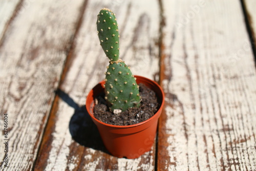 Opuntia quitensis Opuncja photo