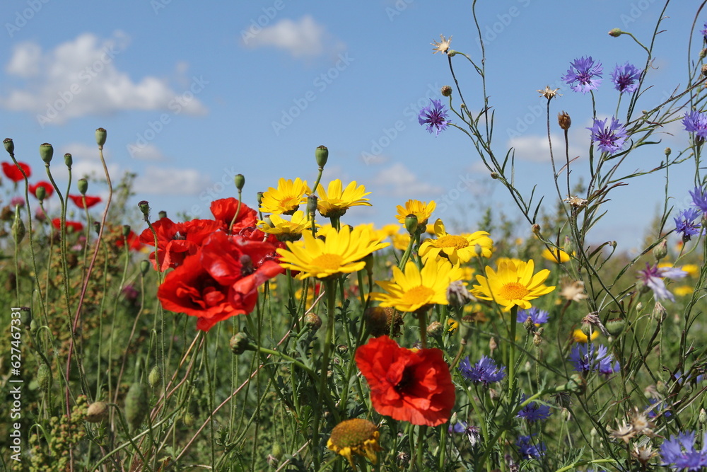 a group wild flowers with red poppies, yellow corn marigold and blue chicory closeup  in a field margin in the dutch countryside in summer and a blue sky in the background