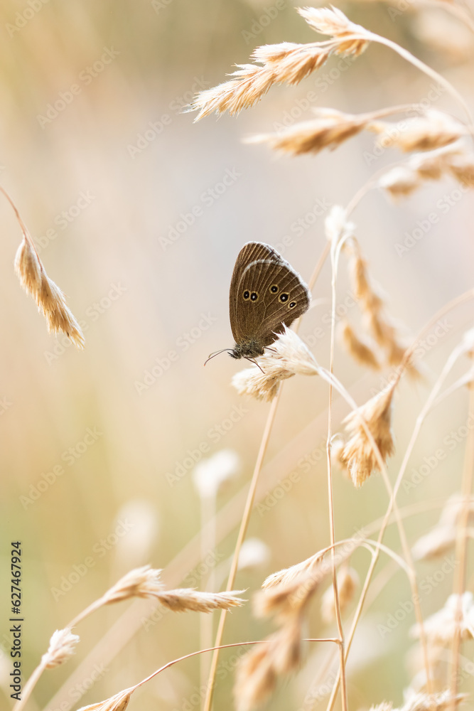 Ein Schornsteinfeger Schmetterling sitzt im Sommer auf einem trockenem Grashalm, Brauner Waldvogel, Aphantopus hyperantus