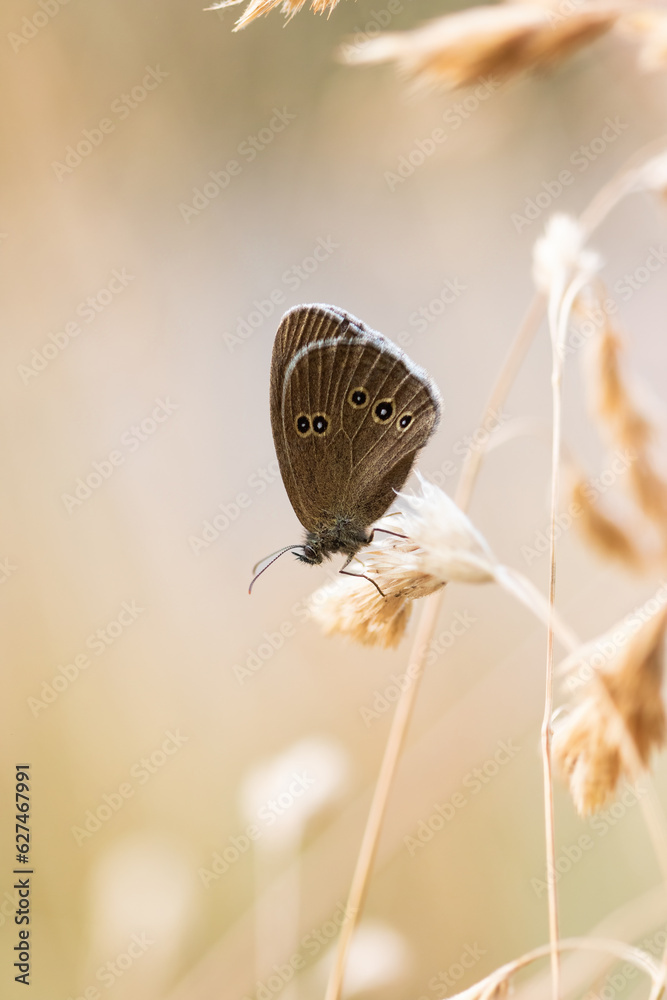 Ein Brauner Waldvogel oder Schornsteinfeger Schmetterling sitzt abends auf einem Grashalm, Aphantopus hyperantus