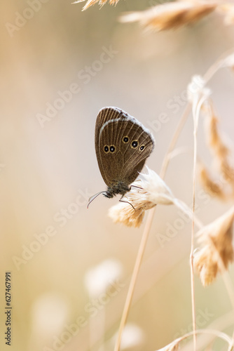 Ein Brauner Waldvogel oder Schornsteinfeger Schmetterling sitzt abends auf einem Grashalm, Aphantopus hyperantus