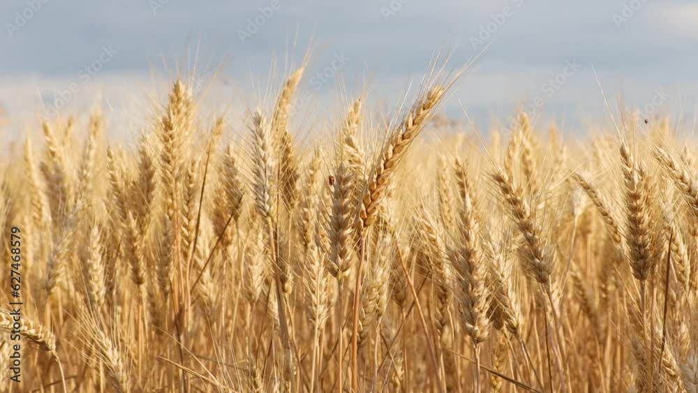 Golden ears of wheat waving in the wind. Golden wheat grains ready to harvest. Blured background. Golden ears of wheat waving in the wind. Golden wheat grains ready to harvest. Blured background.
