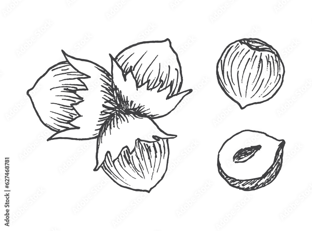 Set of detailed hand drawn hazelnuts isolated on white background.