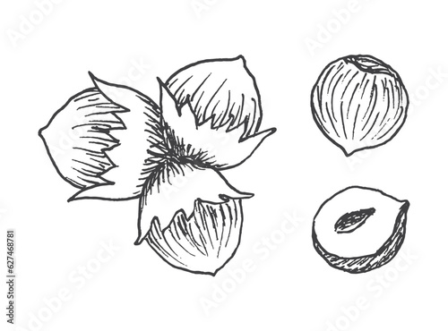Set of detailed hand drawn hazelnuts isolated on white background.