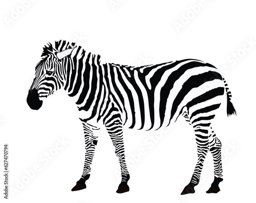 Zebra vector illustration isolated on white background. Zoo attraction  animal from Africa.