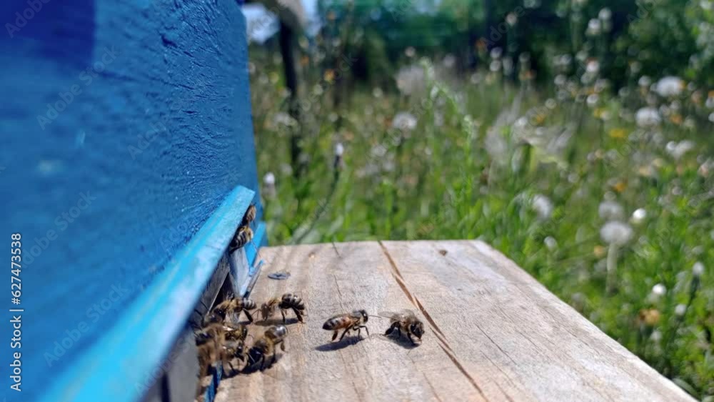 Swarm of bees flying in and out of the hive, landing board with the active movement of a honey bee Swarm of bees flying in and out of the hive, landing board with the active movement of a honey bee