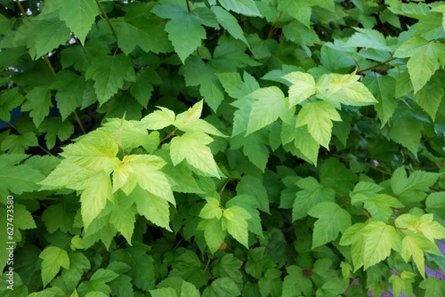 Physocarpus opulifolius - shrub with beautiful decorative green leaves photo