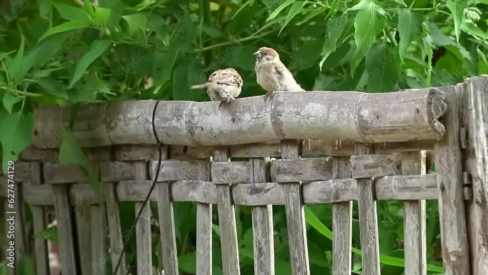 Sparrows playing on the fence Sparrows playing on the fence