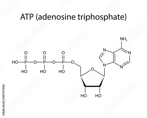 Adenosine triphosphate, ATP, molecular structure. Skeletal formula structure illustration. Web style illustration. Vector editable