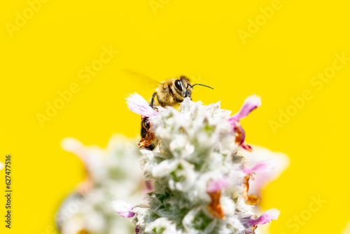 Biene auf Blüte © InPixKommunikation