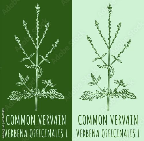 Vector drawing COMMON VERVAIN. Hand drawn illustration. The Latin name is VERBENA OFFICINALIS L