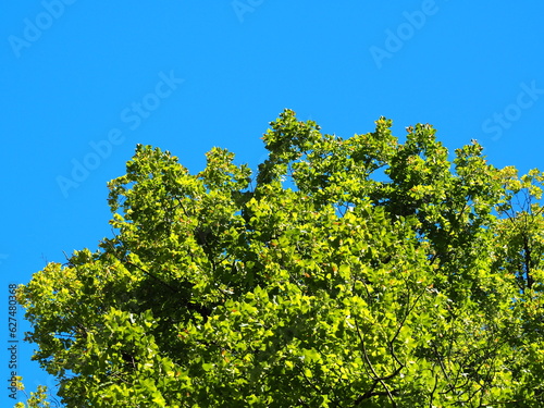 Grüner Baum vor einem tiefblauen Himmel im Sommer über Oberbayern