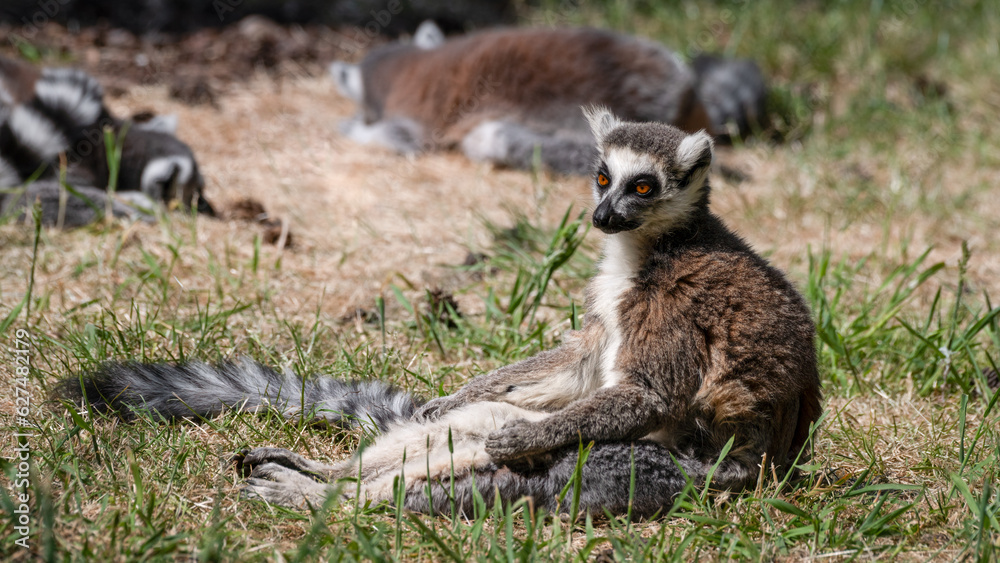 Fototapeta premium Ring-tailed Lemur Resting on Grass