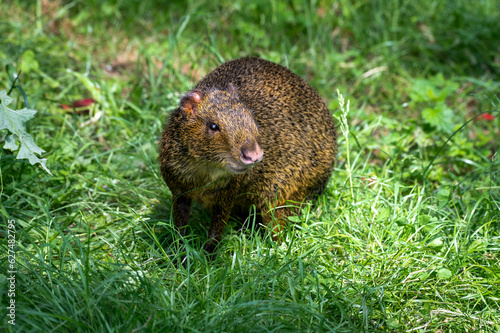 Agouti Standing on Grass