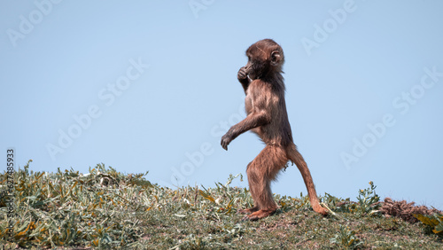 Young Gelada Monkey Standing Upright