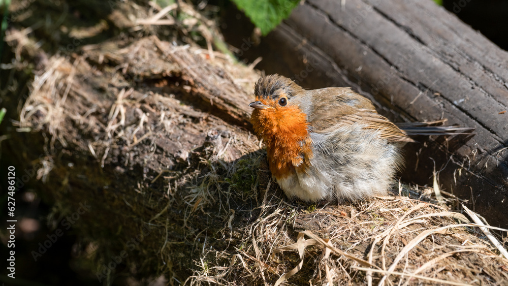 Young European Robin Resting on a Fallen Log Young European Robin Resting on a Fallen Log