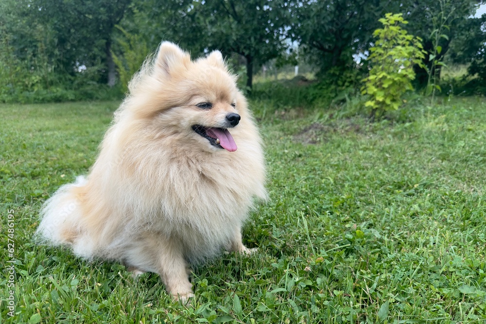 portrait of cute Pomeranian Spitz dog, young fluffy puppy on green grass at summer day. Miniature breed of dog. portrait of cute Pomeranian Spitz dog, young fluffy puppy on green grass at summer day. Miniature breed of dog.