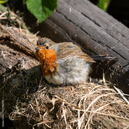 Young European Robin Resting on a Fallen Log © Ian