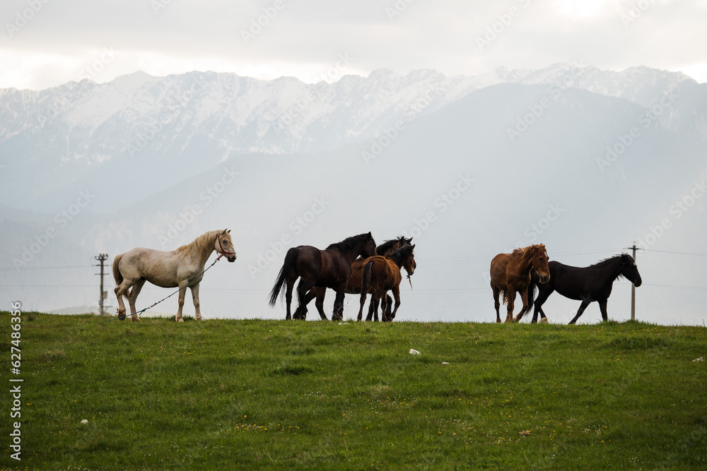 Fototapeta premium Beautiful wild horses in the mountains of Romania