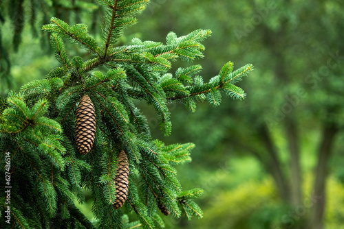 pine cones photo